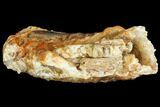 Fossil Woolly Mammoth Lower M Molar - North Sea Deposits #149766-4